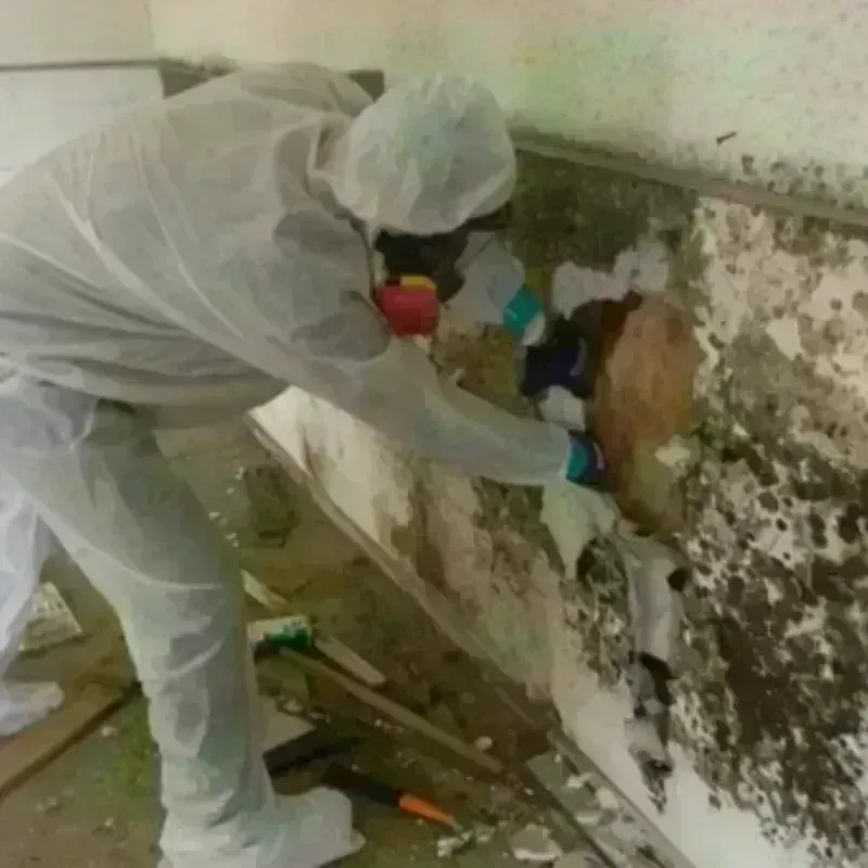 Mold Remediation and Removal in Latrobe, PA